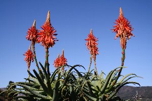 2009.12.20アロエ絶好調