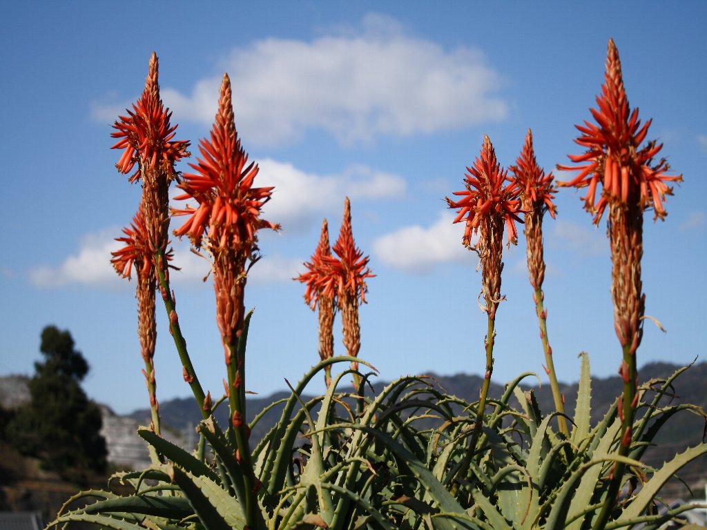 2010.1.7�܂���͍炫�܂���