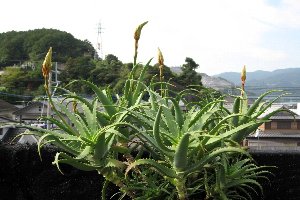 アロエの蕾で〜す