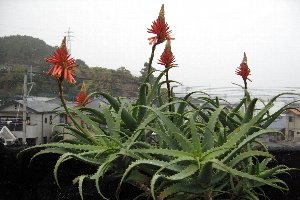 雪が降ってきました