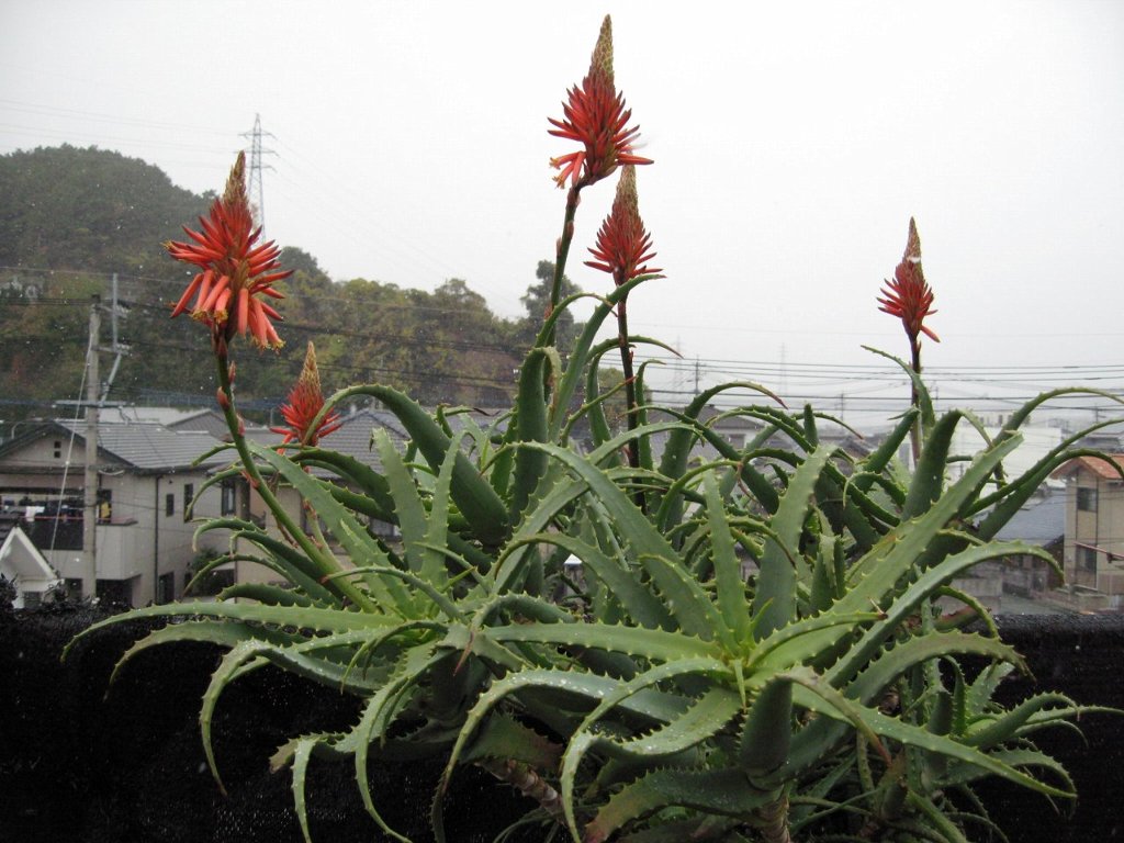 2008.12.6�@�Ⴊ�~���Ă��܂���