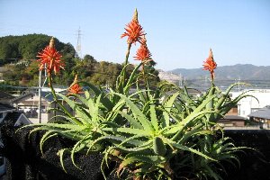 どんどん咲いてます