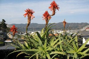 のんびりと落っちゃいました