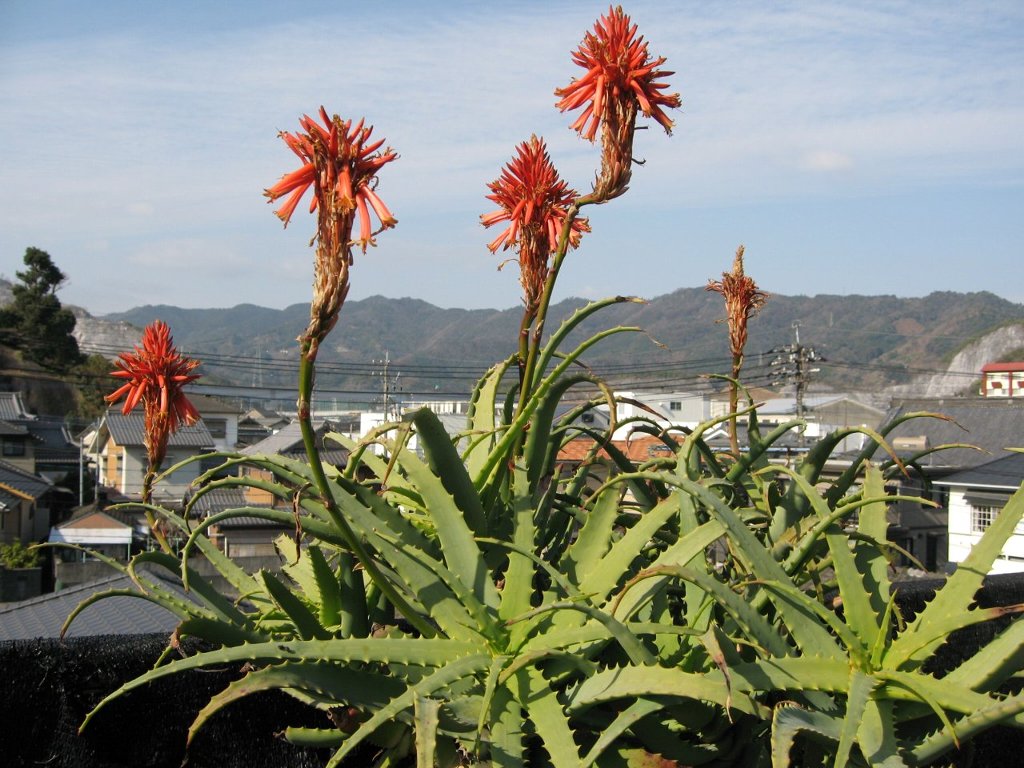 2009.1.9���̉ԕق͗������Ⴂ�܂���