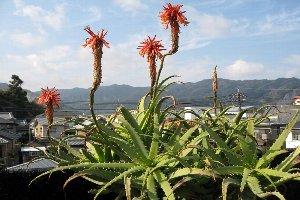 上の花だけになりました