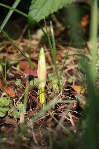 �ˑR�o�ė���