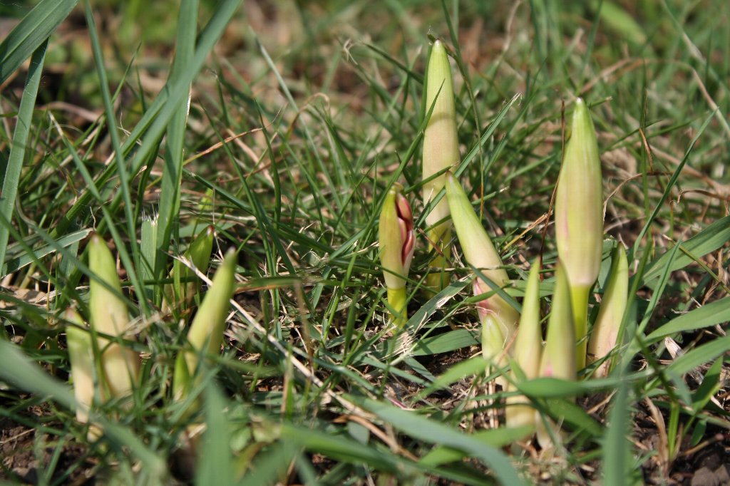 �ފ݉Ԃ̐Ԃ����