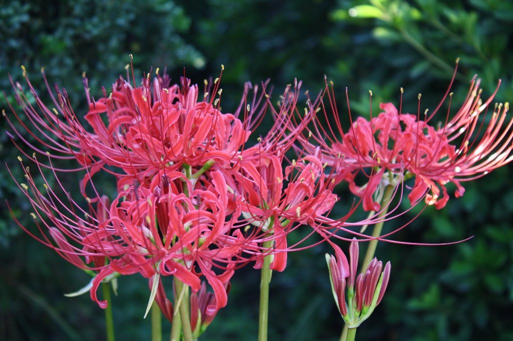 �ފ݉ԍ炫�܂���