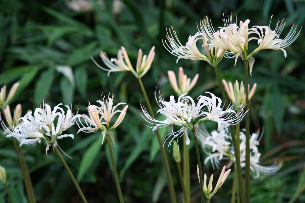 �Y��ɍ炢�����ԙ֎썹��