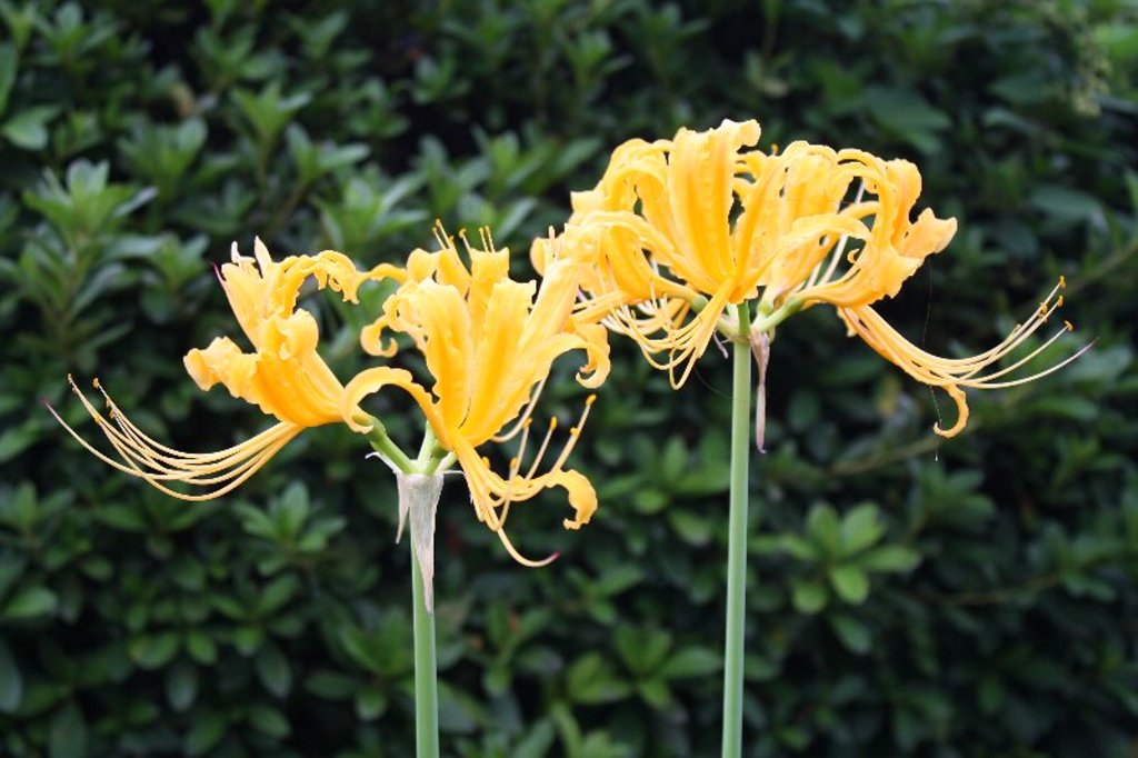 ���c����