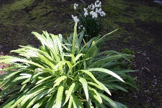 ���c����̗t