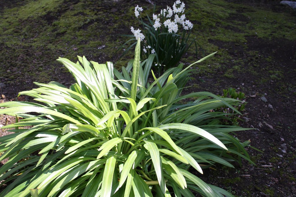 ���c����̗t