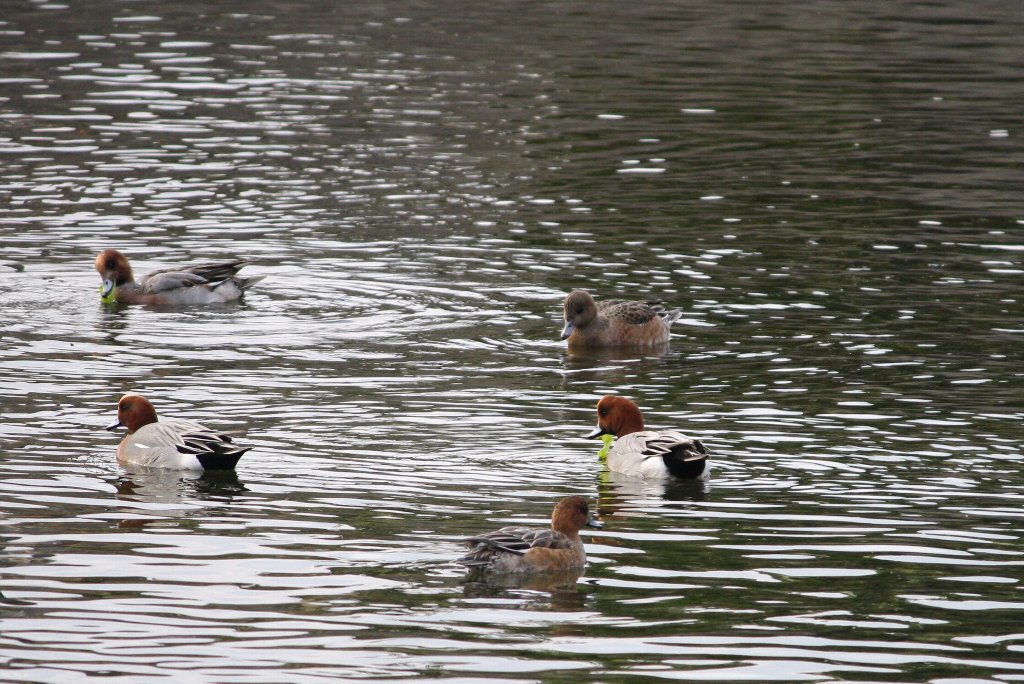 �A�C�V�e������