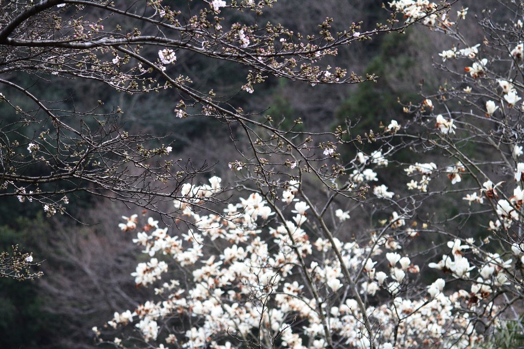 �o�g���^�b�`