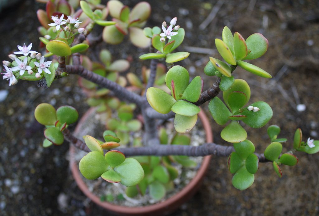 �Ԍ��ɉԂ��炫�܂���