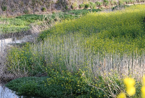 �Ëv����ƍ؂̉�