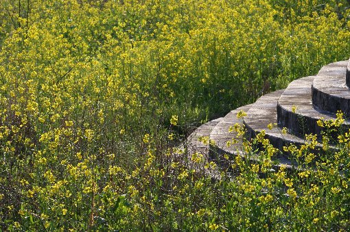 �Ëv����ƍ؂̉�