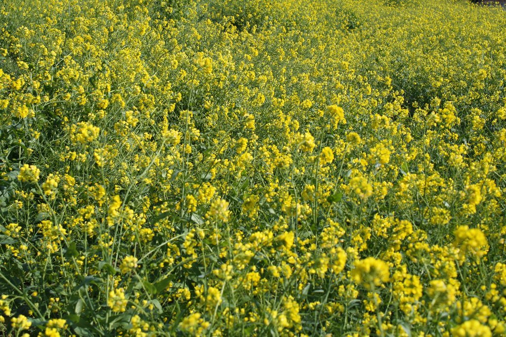 �����߂�̂Ȃ̂͂�