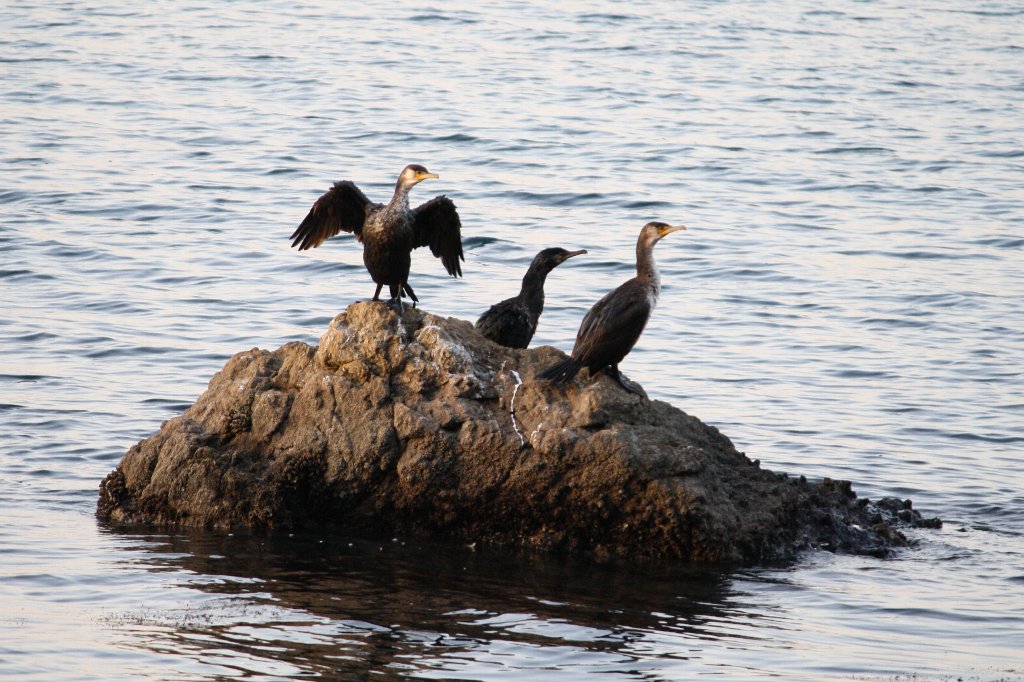 �A�C�c�����҂��[