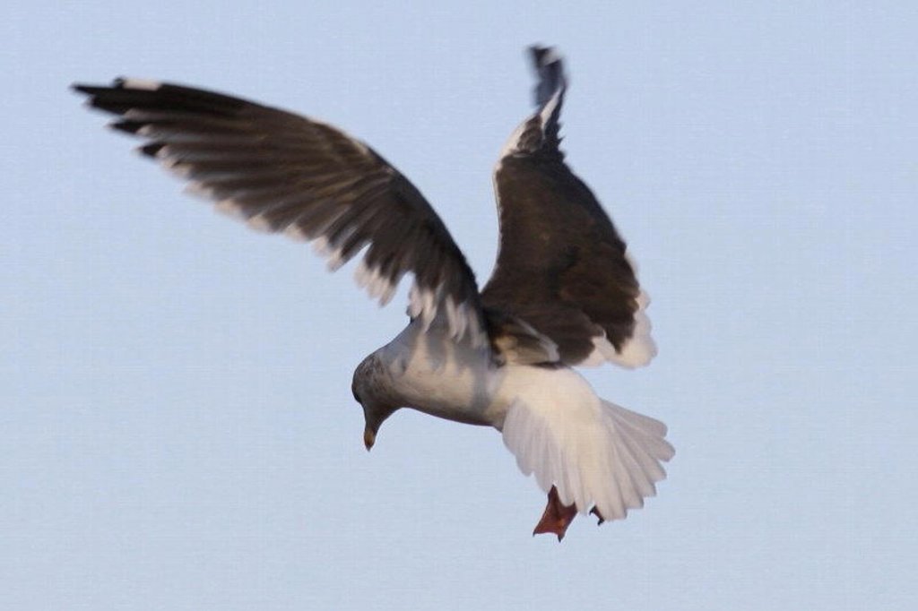 �J�����̓J����