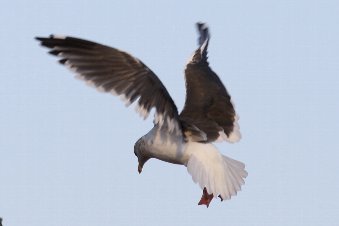 �J�����̓J����