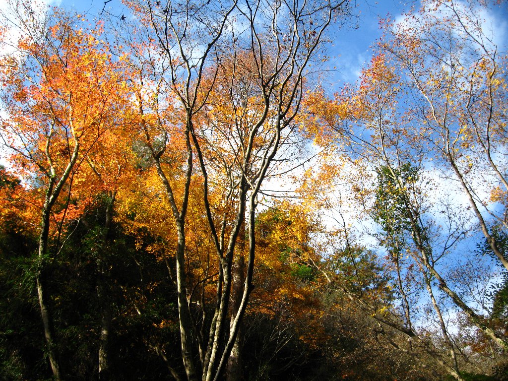 ��ǂ���Ȃ�����