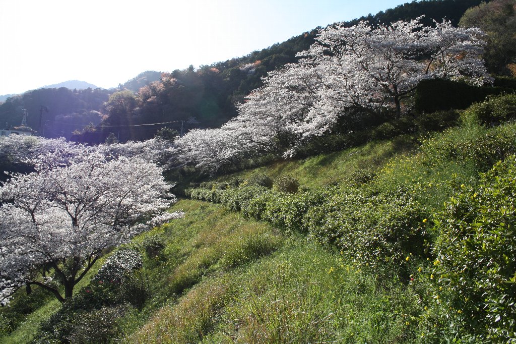 �]�_���̍�