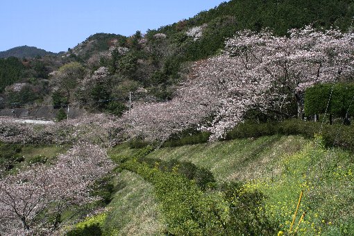 �]�_���̍��J��