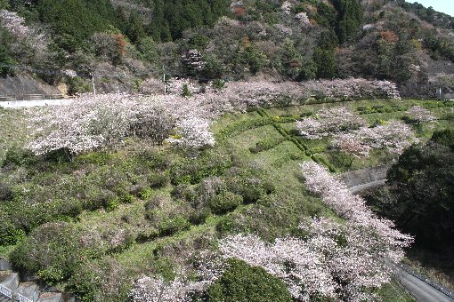 �]�_���̍��J��