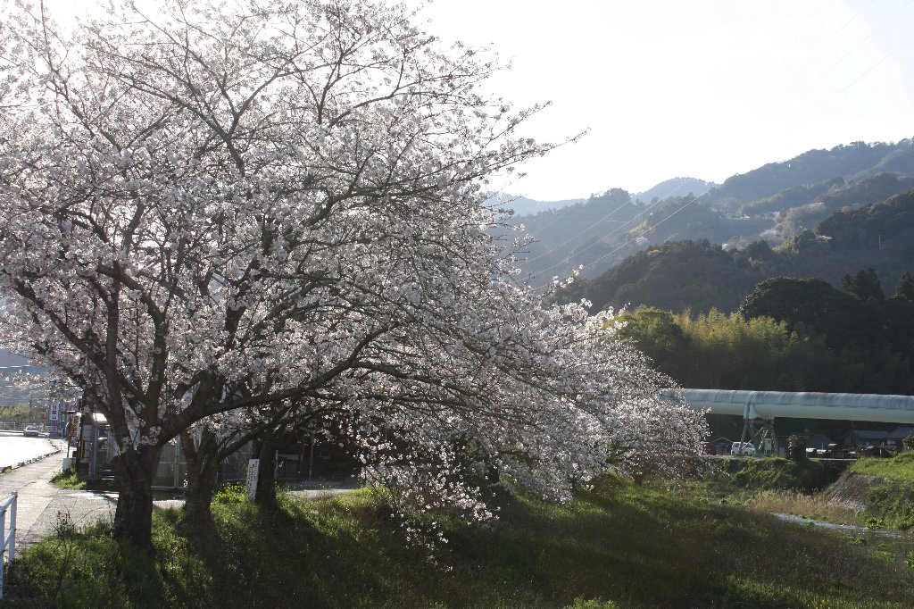 �ǂ�ǂ��̍�