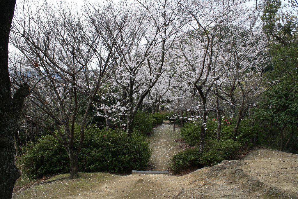 �{�R�����̍�