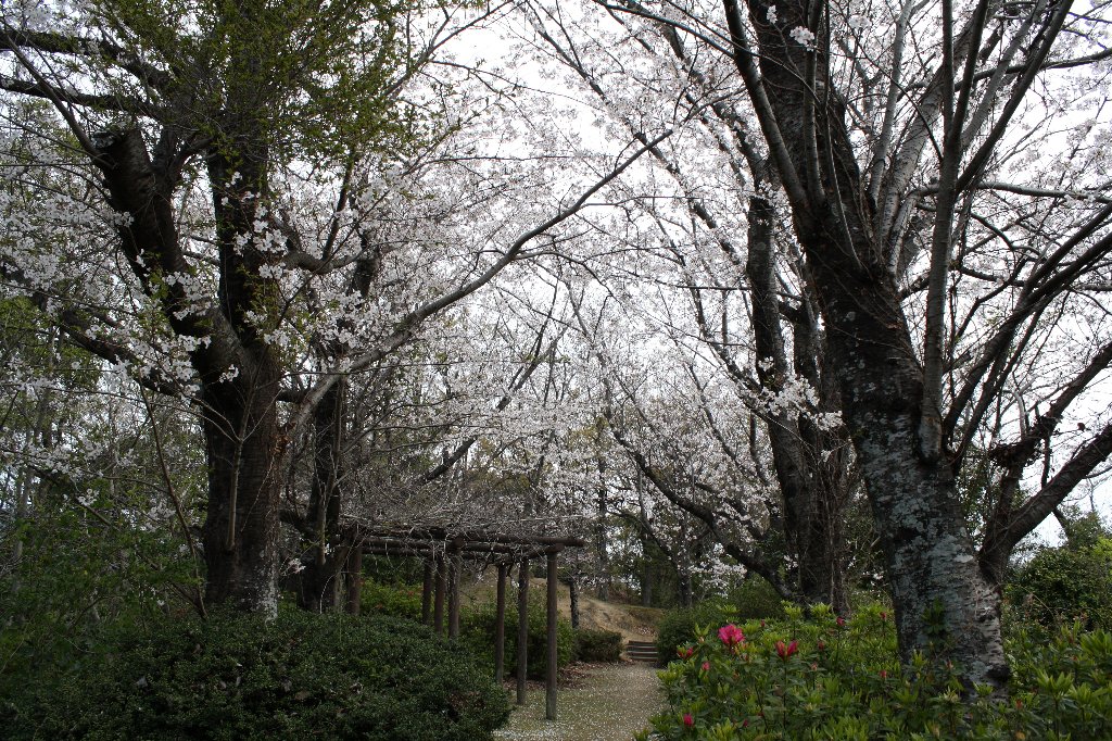 �{�R�����̍�