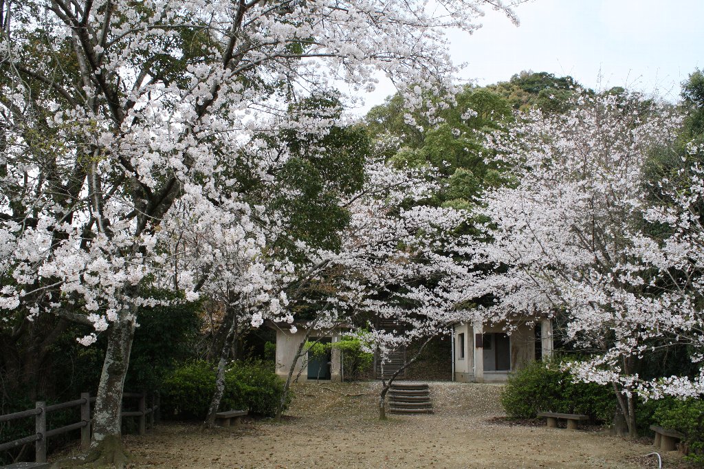 �{�R�����̍�