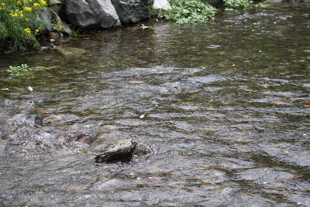 �ǂ�ǂ��ɕ����Ԃт�