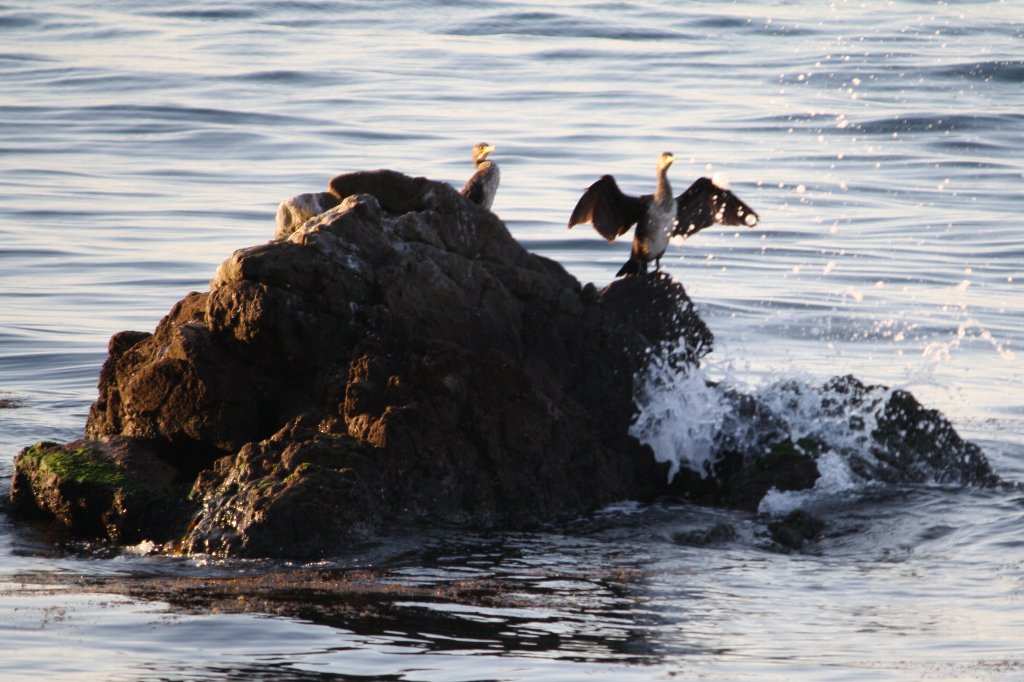 お後が宜しいようで