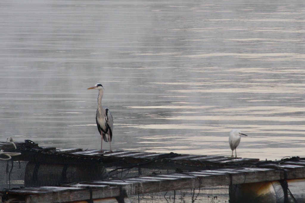 �ǂ�����