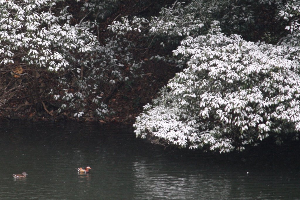 �I�V�h���Ɛ�