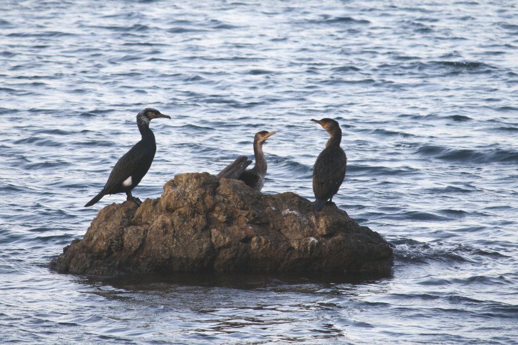 �C�L�B�̌��S