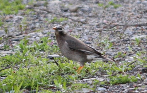 ���N�h��