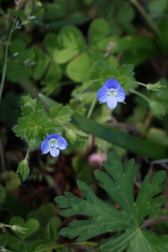 �I�I�C�k�m�t�O��