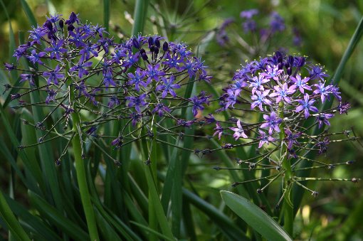 �V���[�E�y���r�A�i