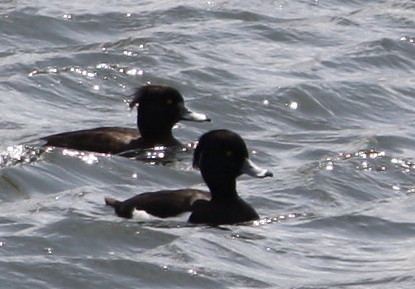 �L���N���n�W��