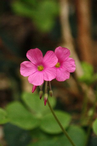 �n�i�J�^�o�~