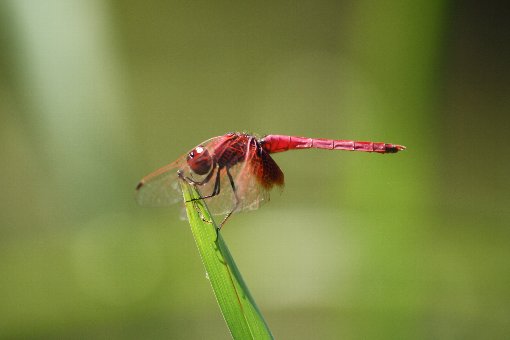 �x�j�g���{