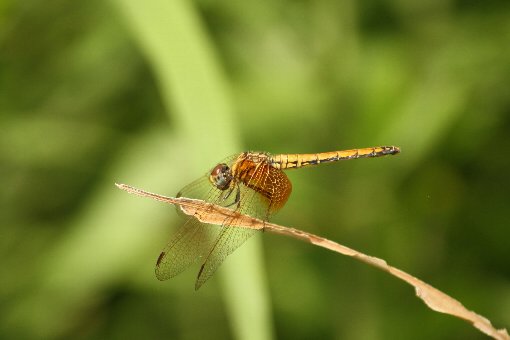 �x�j�g���{