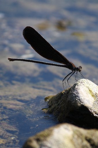 �n�O���g���{�P