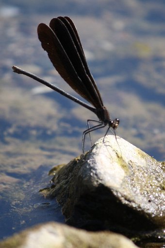 �n�O���g���{�Q