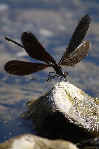 �n�O���g���{�R