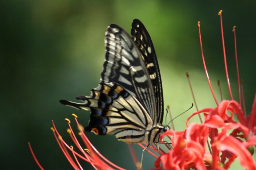 �i�~�A�Q�n