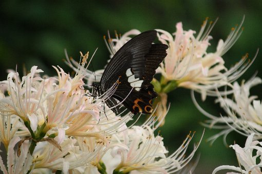 �N���A�Q�n